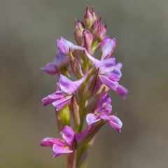 Disa stricta