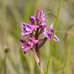 Disa stricta