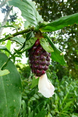 Costus acreanus
