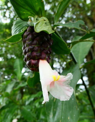 Costus acreanus