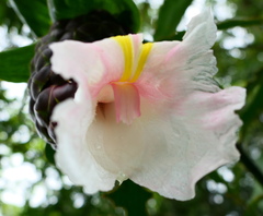 Costus acreanus