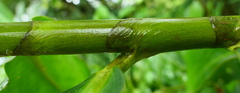 Costus acreanus