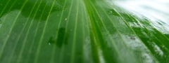 Costus acreanus