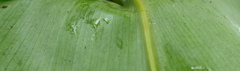 Costus acreanus