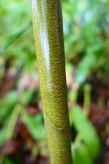 Costus acreanus