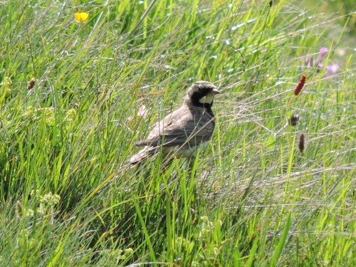 Uškárik vrchovský (Eremophila alpestris)
