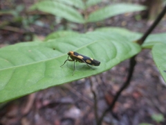 Chrysoscota vagivitta