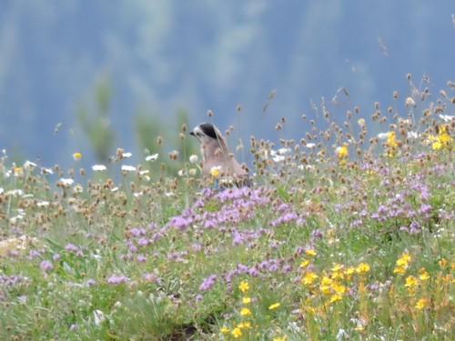 sojka obyčajná (Garrulus glandarius)