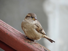 Passer domesticus