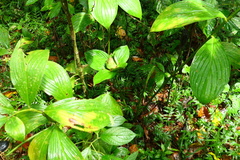 Costus erythrophyllus