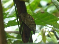 Phyllodes