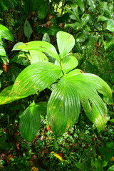 Costus erythrophyllus