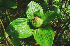 Costus erythrophyllus
