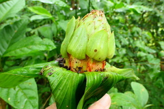 Costus erythrophyllus