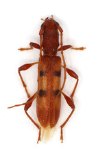 Transvaalobrium sudrei