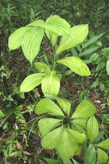 Costus erythrophyllus