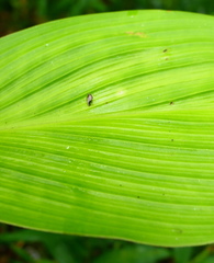 Costus erythrophyllus
