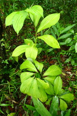Costus erythrophyllus