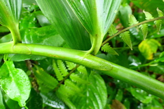 Costus erythrophyllus