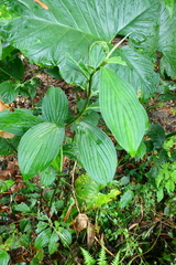 Costus erythrophyllus