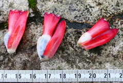 Costus erythrophyllus