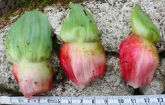 Costus erythrophyllus