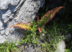 Blechnum punctulatum punctulatum