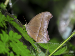 Coelites epiminthia