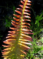 Blechnum punctulatum punctulatum