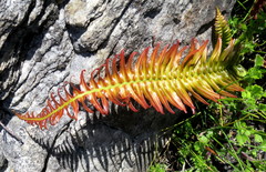 Blechnum punctulatum punctulatum