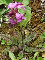 Pedicularis rostratocapitata