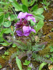 Pedicularis rostratocapitata