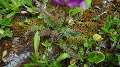Pedicularis rostratocapitata