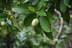 Dillenia philippinensis