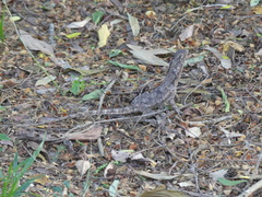 Chlamydosaurus kingii