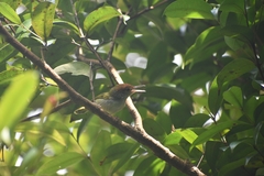 Orthotomus atrogularis