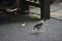 Acridotheres javanicus