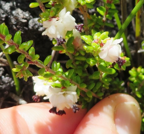 Image of Nipped Heath (Erica azaleifolia) by (c) linkie, some rights reserved (CC BY)