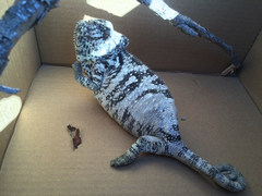 Chamaeleonidae