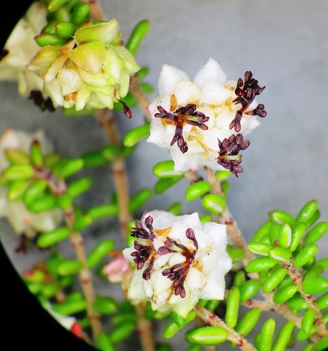 Erica azaleifolia