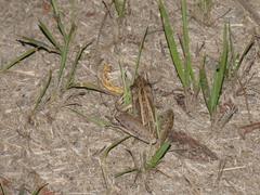 Litoria nasuta