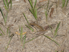 Litoria nasuta