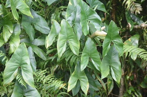 Montrichardia arborescens