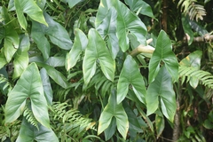 Montrichardia arborescens