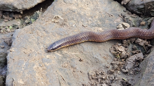 Forsten's Pointed Snake