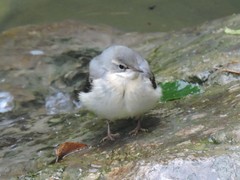 Motacilla cinerea