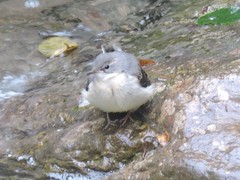 Motacilla cinerea