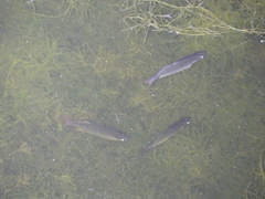 Melanotaenia splendida