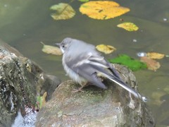 Motacilla cinerea