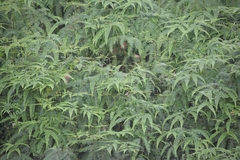 Dicranopteris